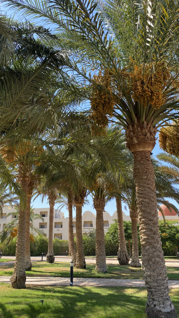 Обои финиковая пальма, Масло пальмы, Бабассу, растение, дерево в разрешении 750x1334