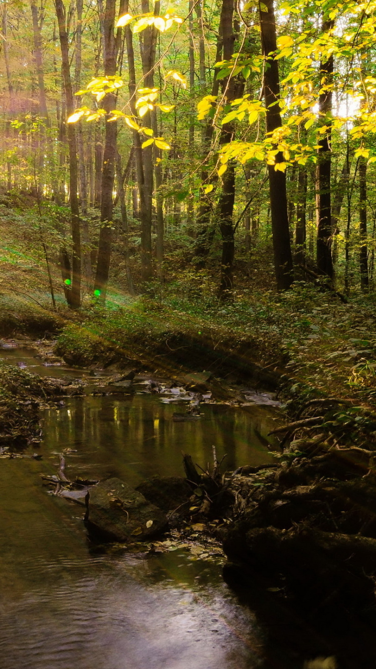 Обои лес, солнечный свет, дерево, природа, лесистая местность в разрешении 750x1334