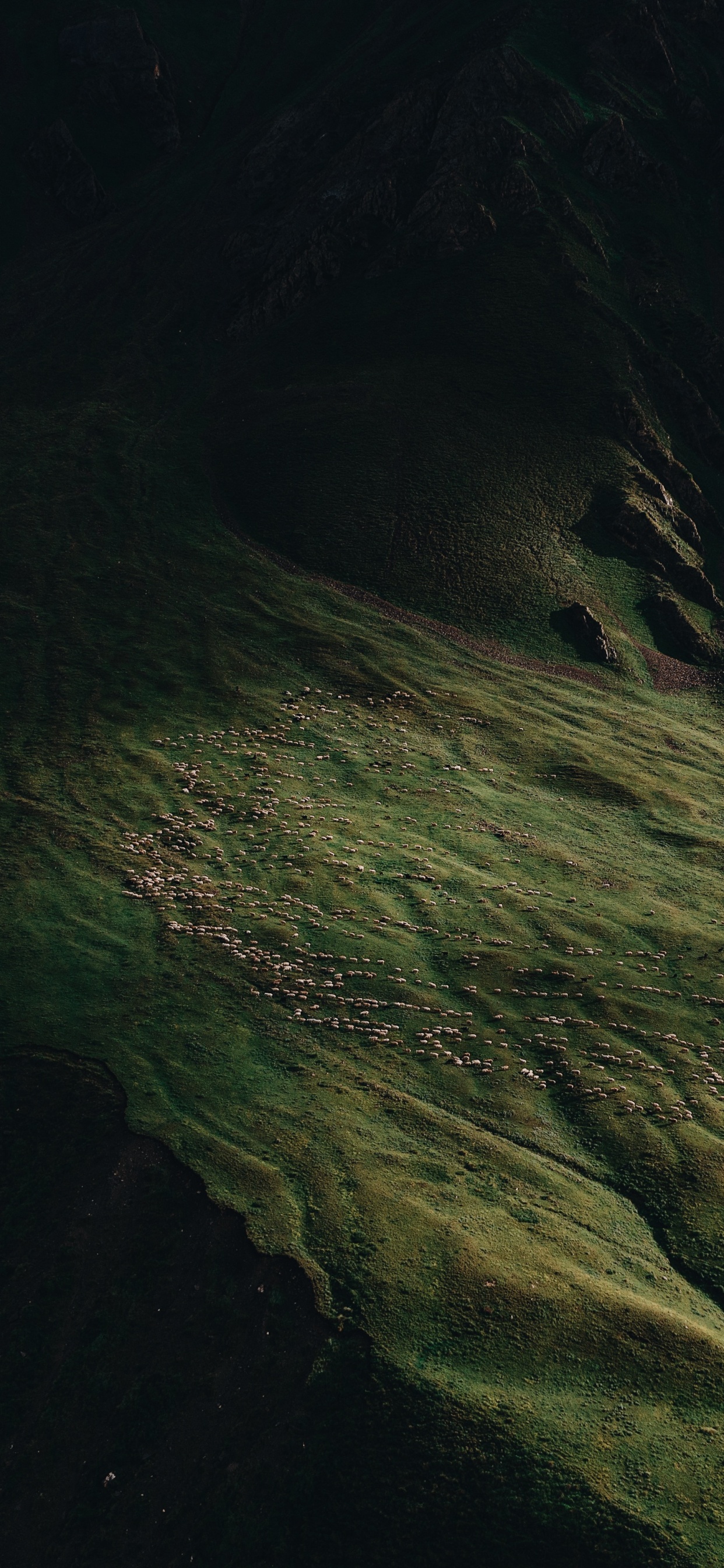 Обои природа, земля, вода, древесина, полутона и оттенки в разрешении 1242x2688