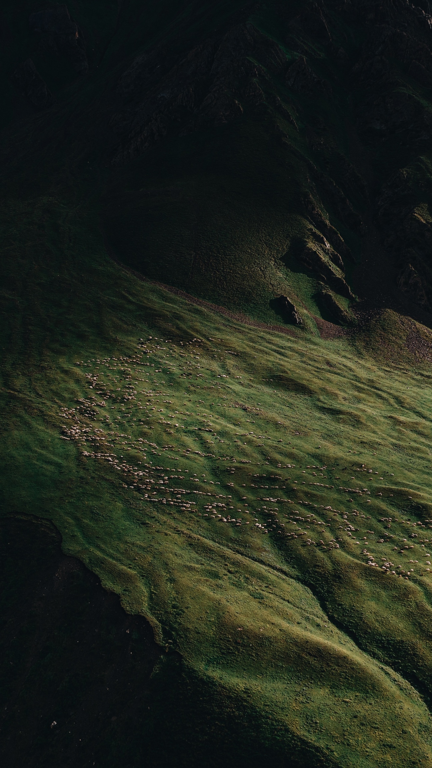 Обои природа, земля, вода, древесина, полутона и оттенки в разрешении 1440x2560