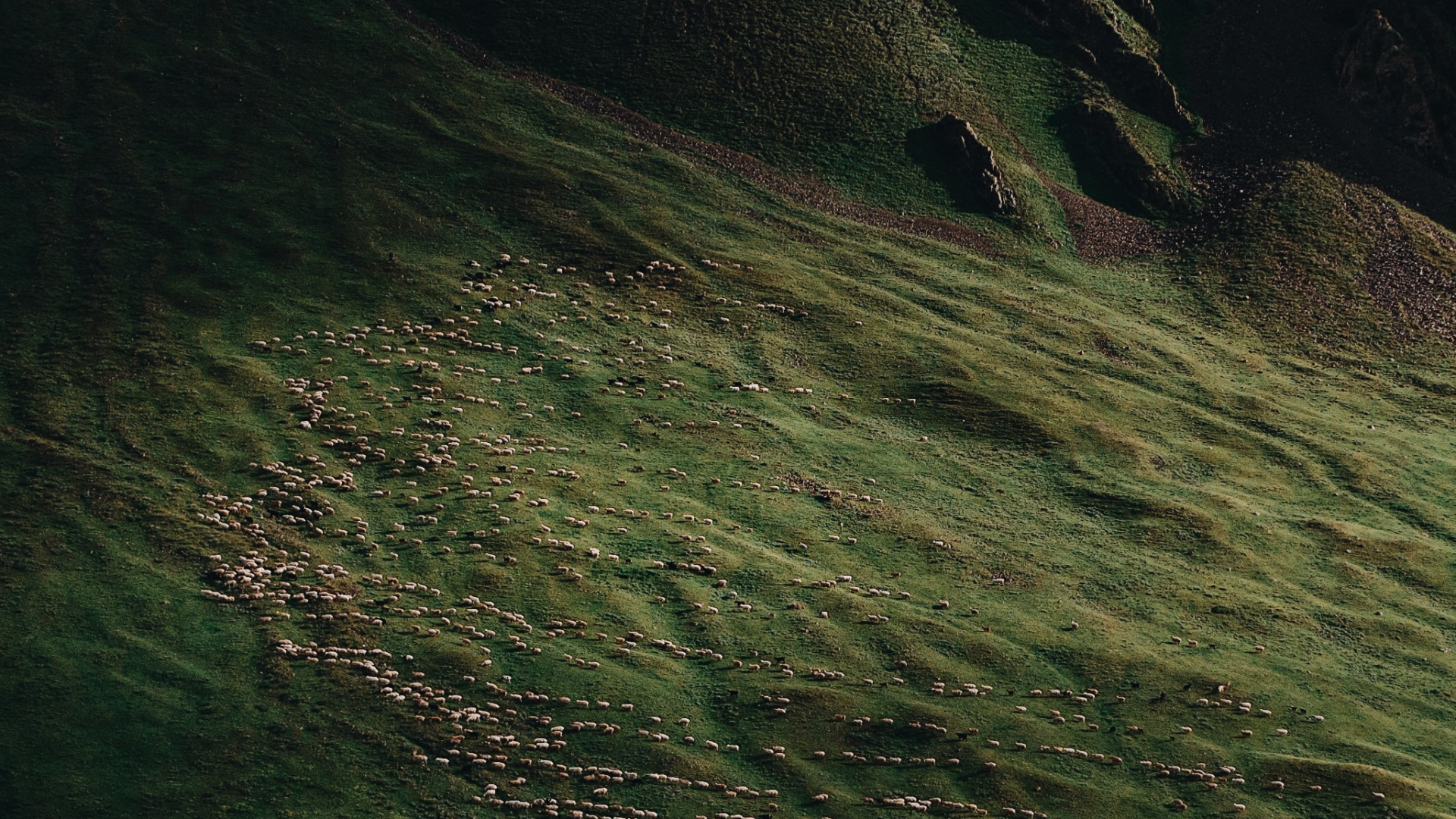 Обои природа, земля, вода, древесина, полутона и оттенки в разрешении 1920x1080