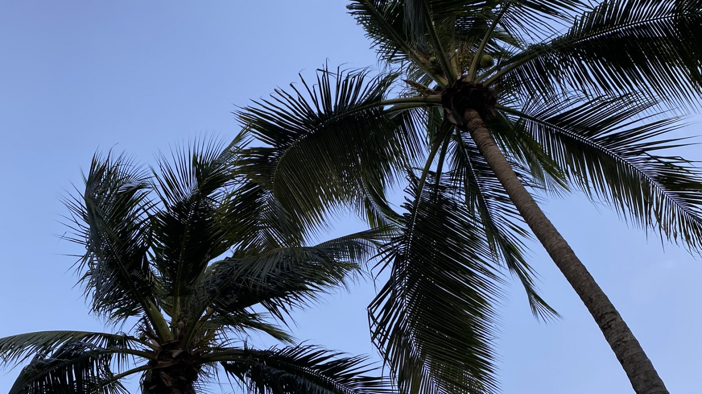 Обои Бабассу, финиковая пальма, растительность, дневное время, дерево в разрешении 1366x768