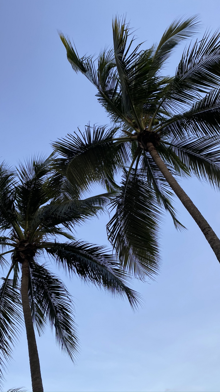 Обои Бабассу, финиковая пальма, растительность, дневное время, дерево в разрешении 750x1334