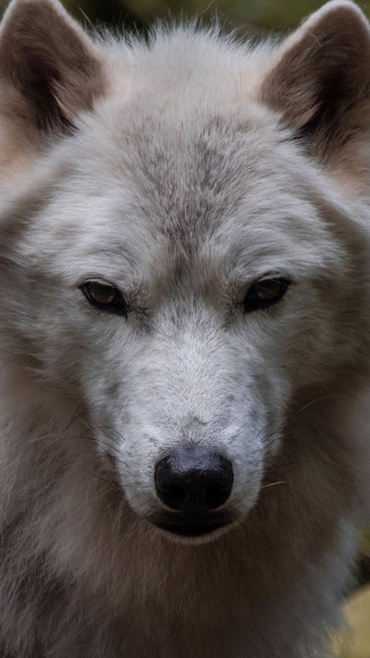 Обои живая природа, пес, глаз, собака породы, волк в разрешении 750x1334