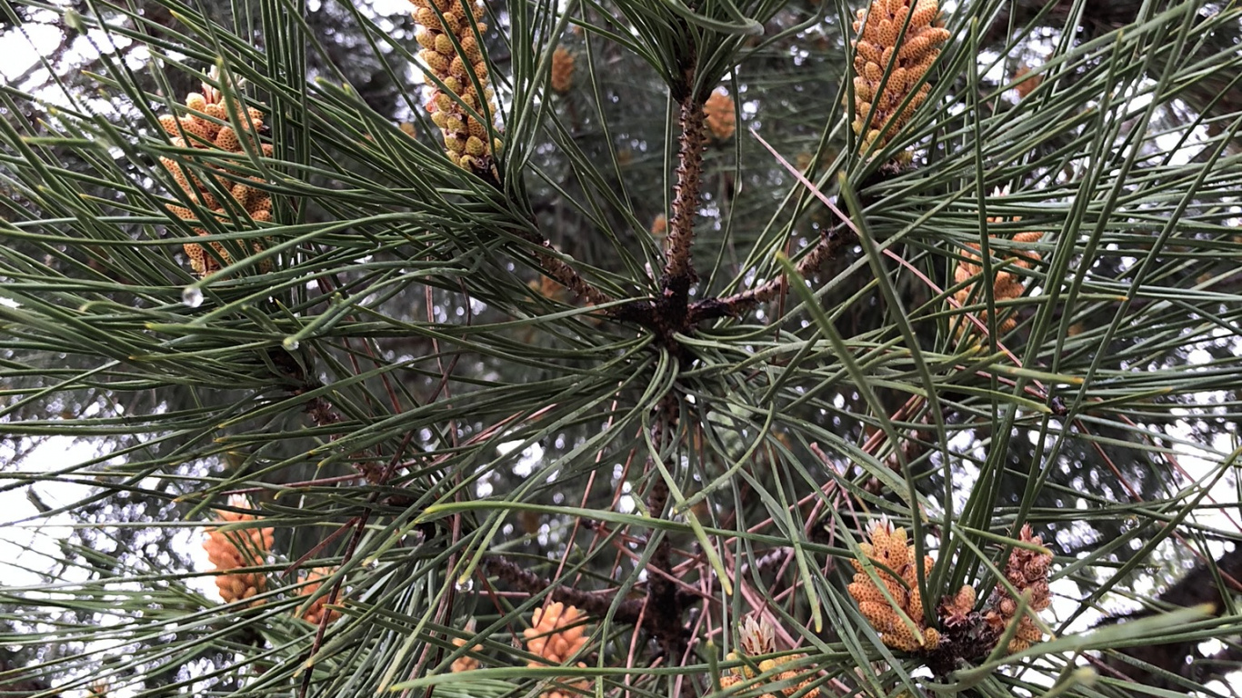 Обои сосна, хвойные конуса, экология, наука, биология в разрешении 1366x768