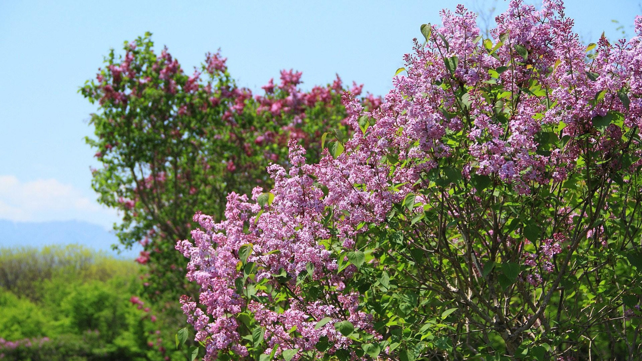 Обои сирень, цветковое растение, расцвет, растение, дерево в разрешении 1280x720