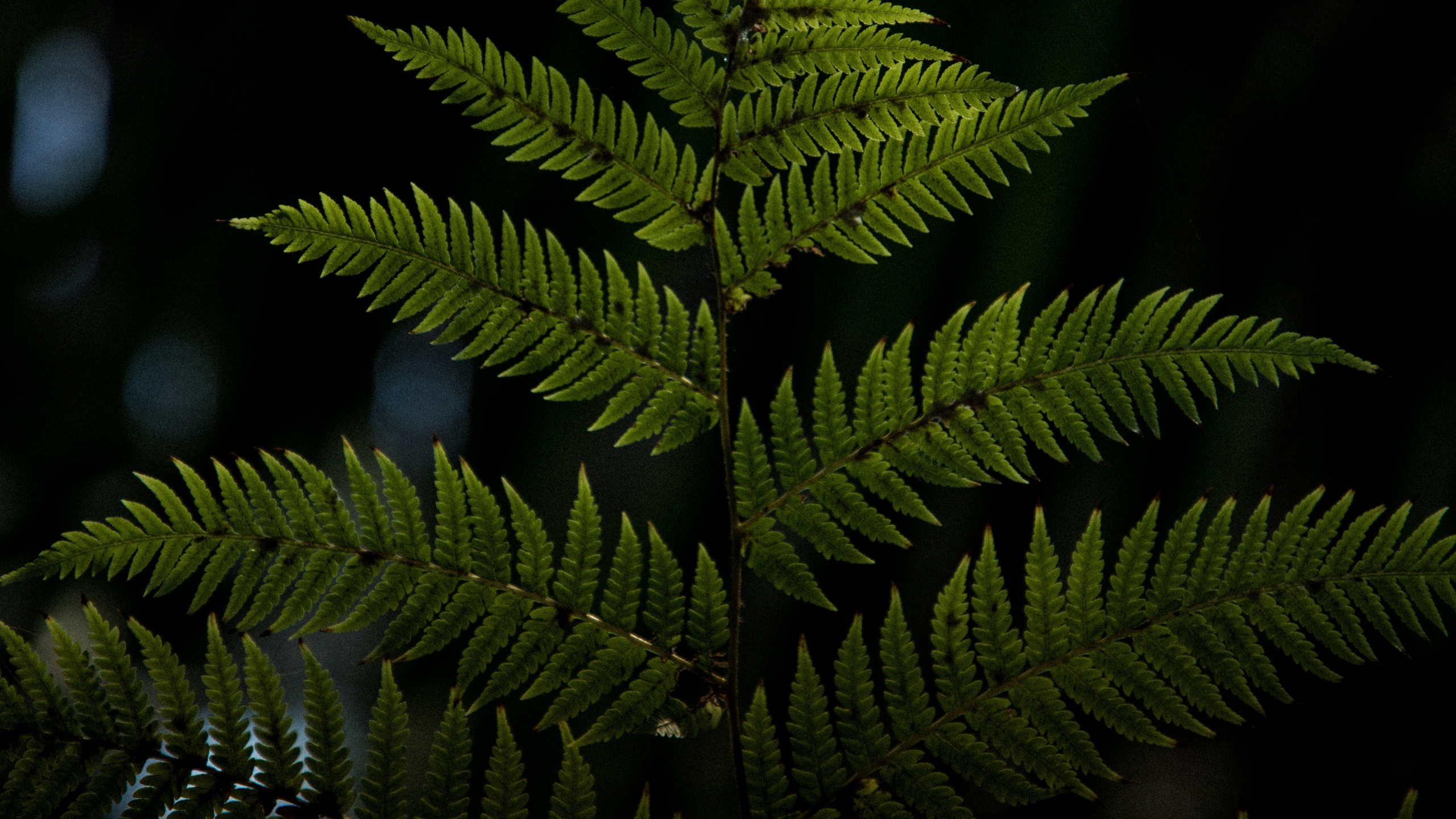 Обои рассада, лист, наземное растение, растительность, растение в разрешении 2560x1440