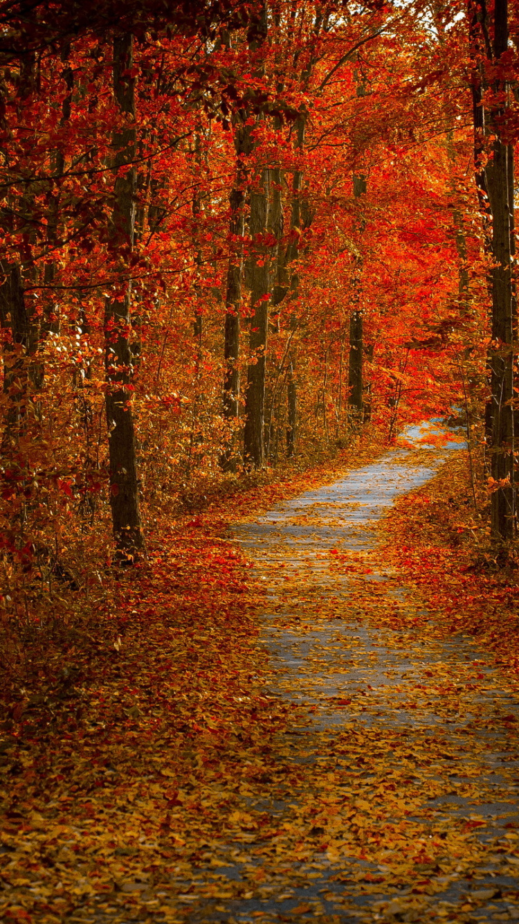 Обои дерево, осень, природа, лес, лист в разрешении 750x1334