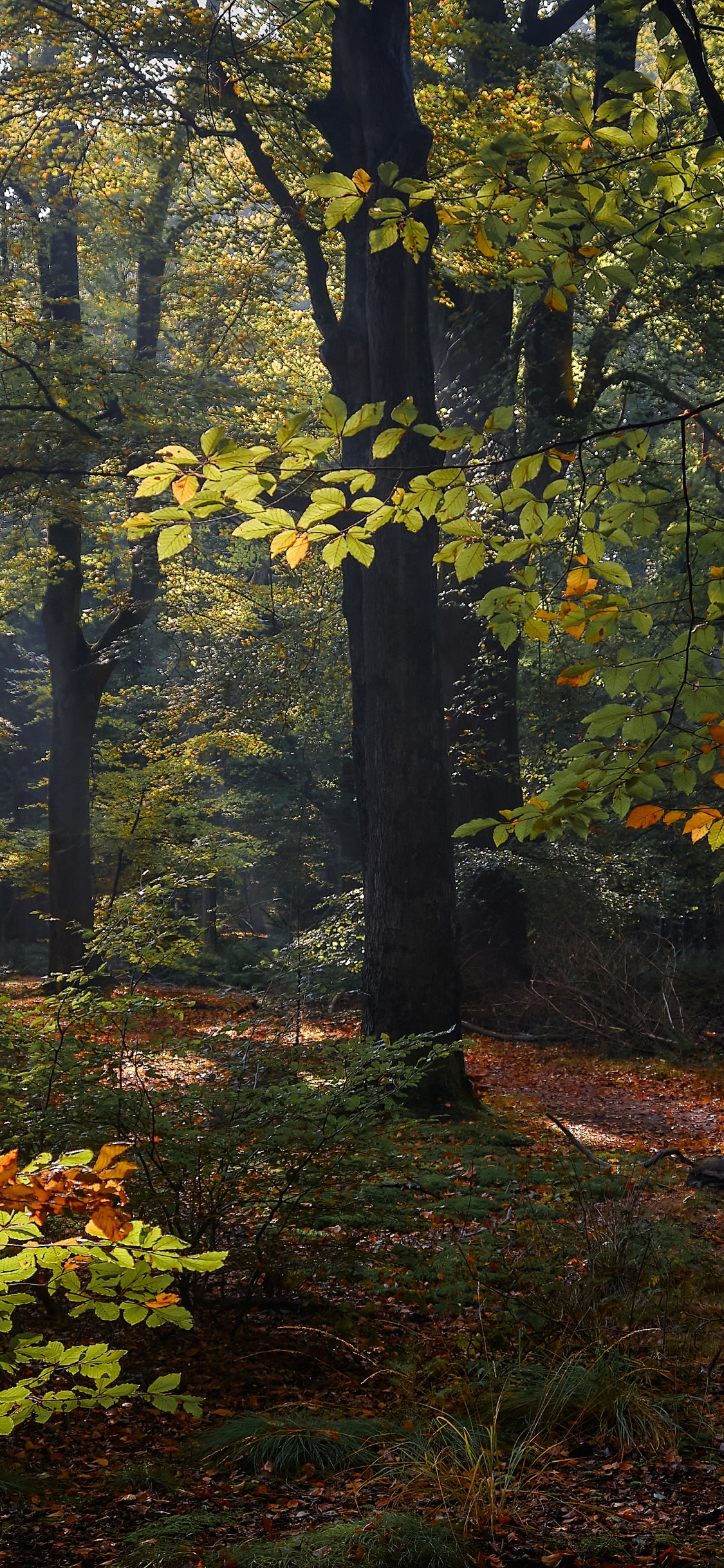 Обои Нидерланды, осень, таблица, дерево, растение в разрешении 1125x2436