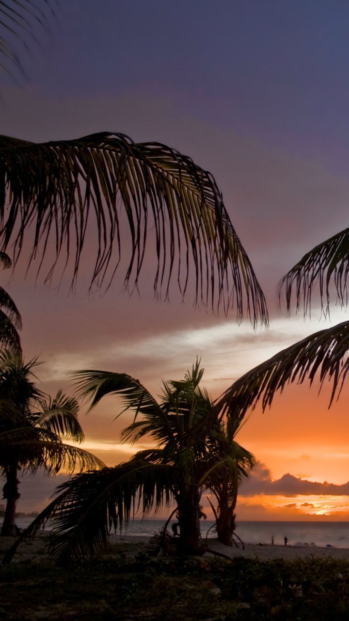 Обои закат, пляж, дерево, Пальма, тропическая зона в разрешении 720x1280