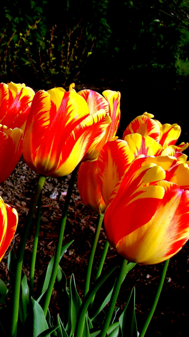 Обои стебель растения, цветковое растение, лепесток, весна, семенные растения в разрешении 750x1334