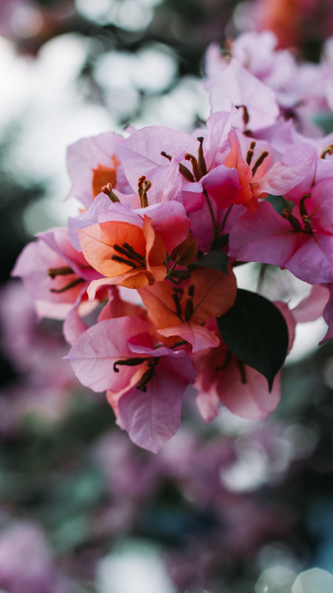 Обои цветок, лепесток, цветковое растение, розовый, растение в разрешении 1080x1920