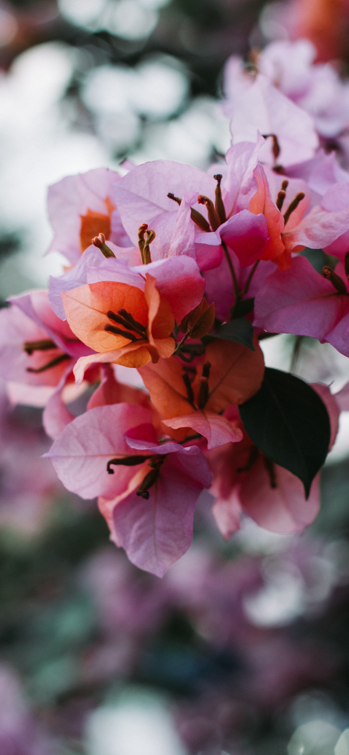 Обои цветок, лепесток, цветковое растение, розовый, растение в разрешении 1125x2436