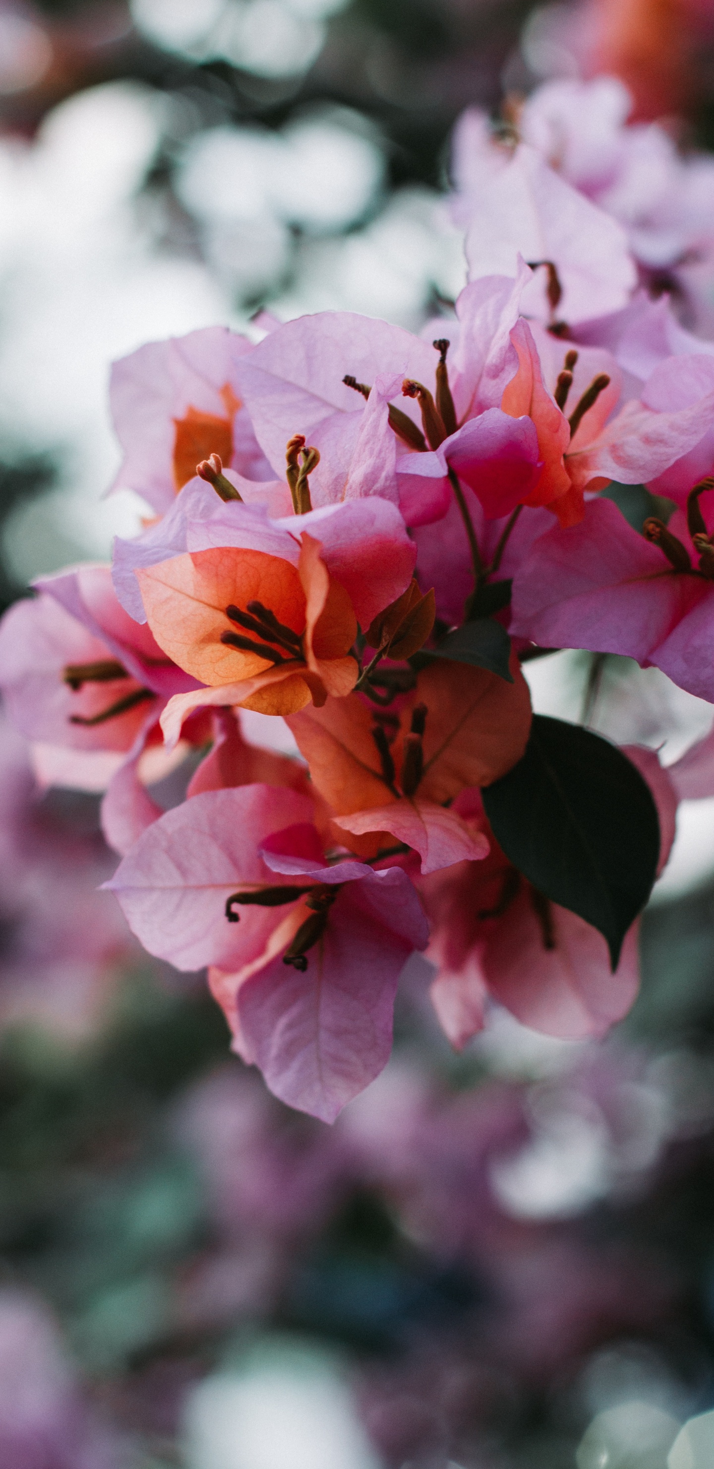 Обои цветок, лепесток, цветковое растение, розовый, растение в разрешении 1440x2960