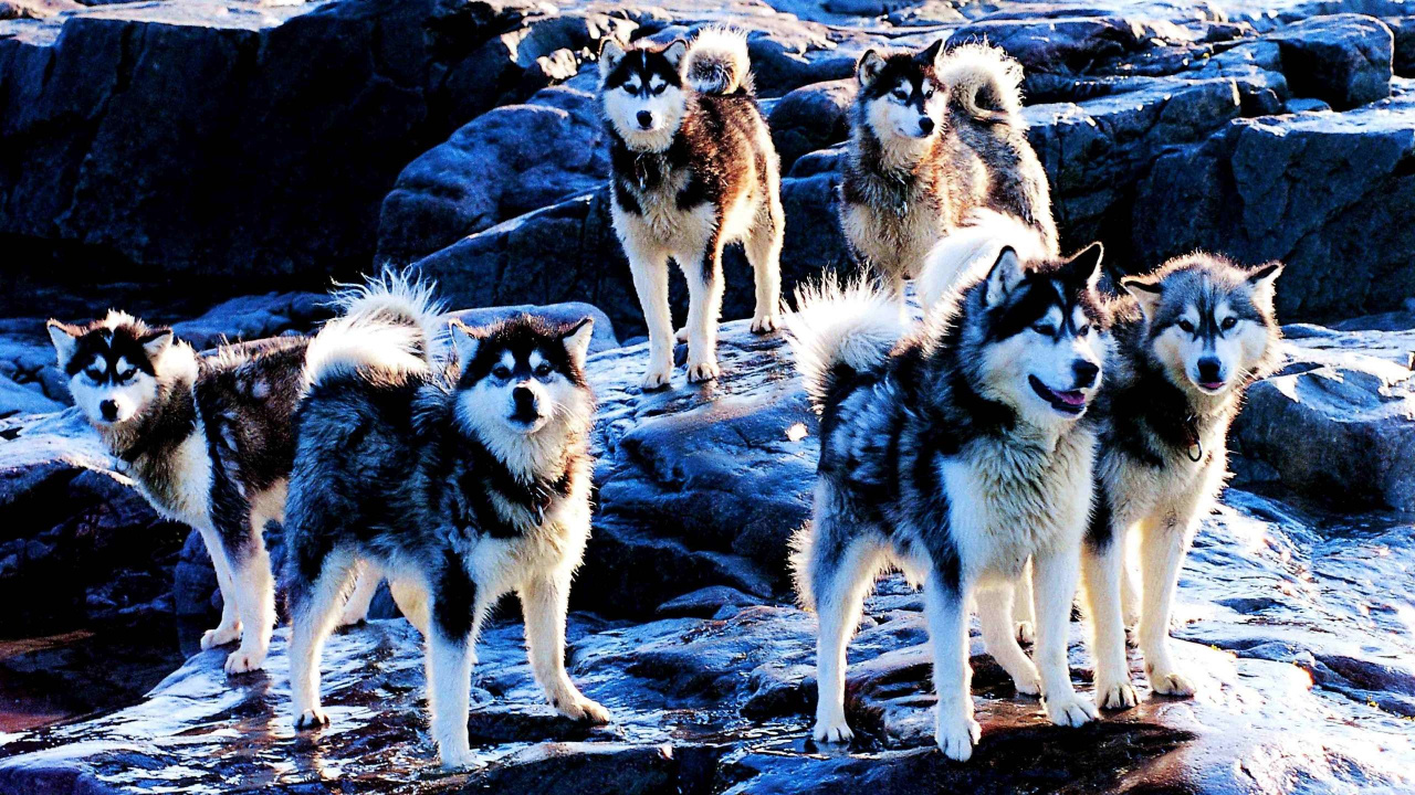 Обои канадская эскимосская собака, американская эскимосская собака, Себирская Хаски, щенок, собака породы в разрешении 1280x720