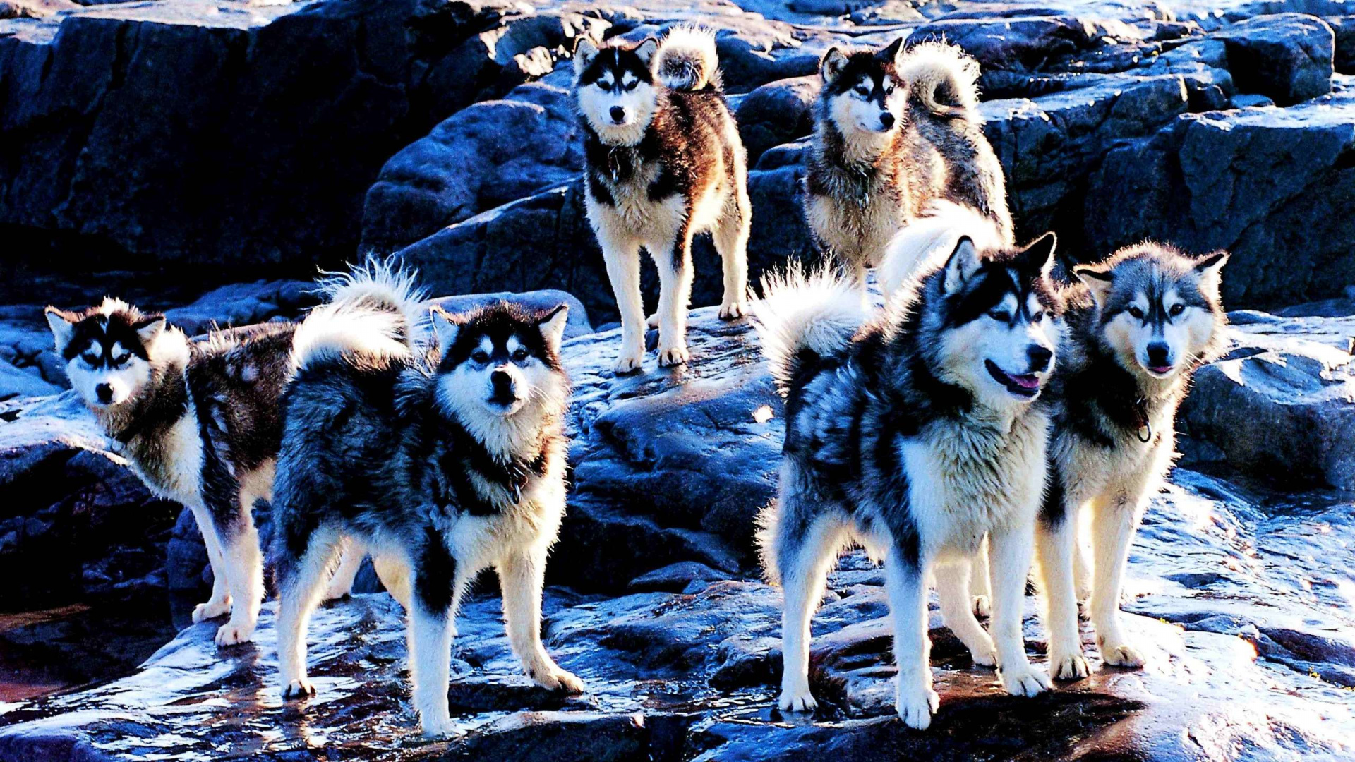 Обои канадская эскимосская собака, американская эскимосская собака, Себирская Хаски, щенок, собака породы в разрешении 1920x1080