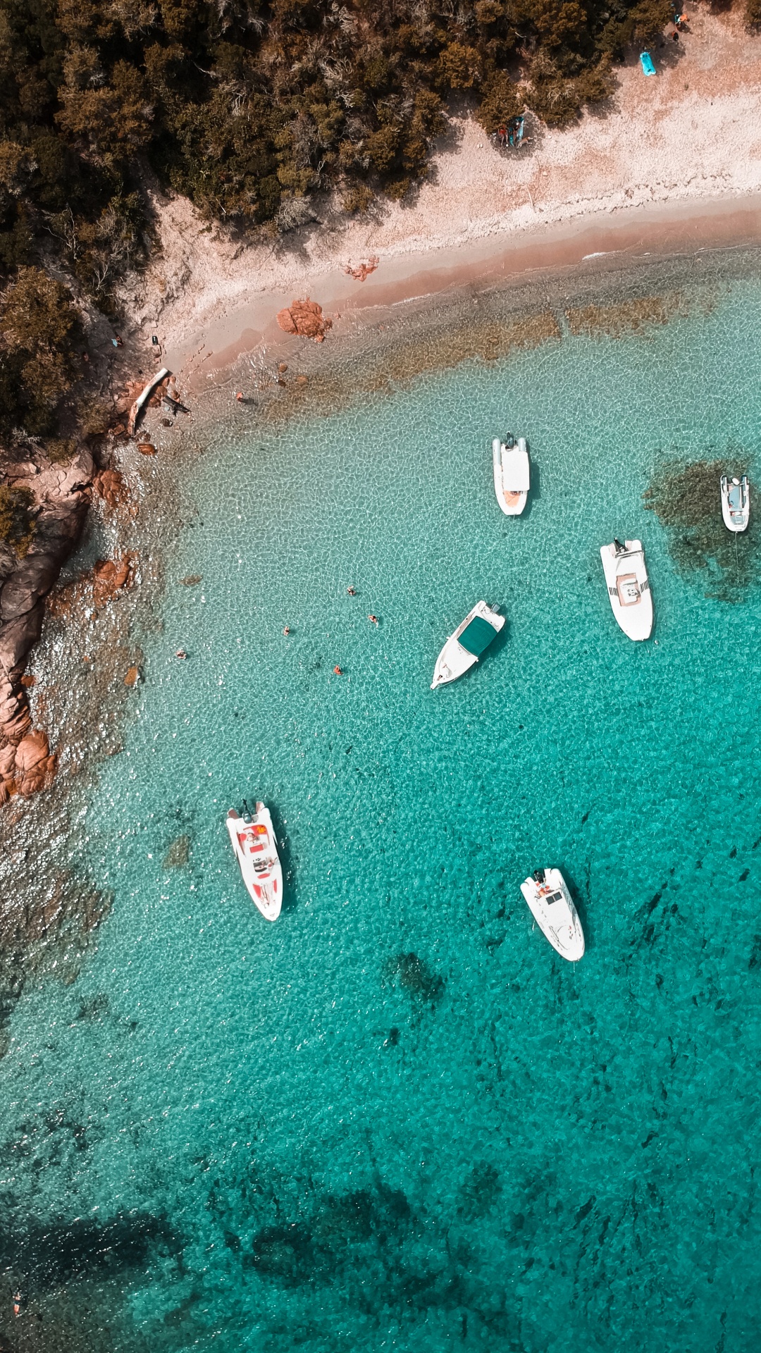 Обои вода, море, биология, морская биология, наука в разрешении 1080x1920