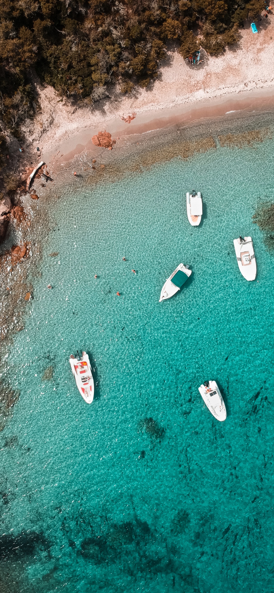 Обои вода, море, биология, морская биология, наука в разрешении 1125x2436