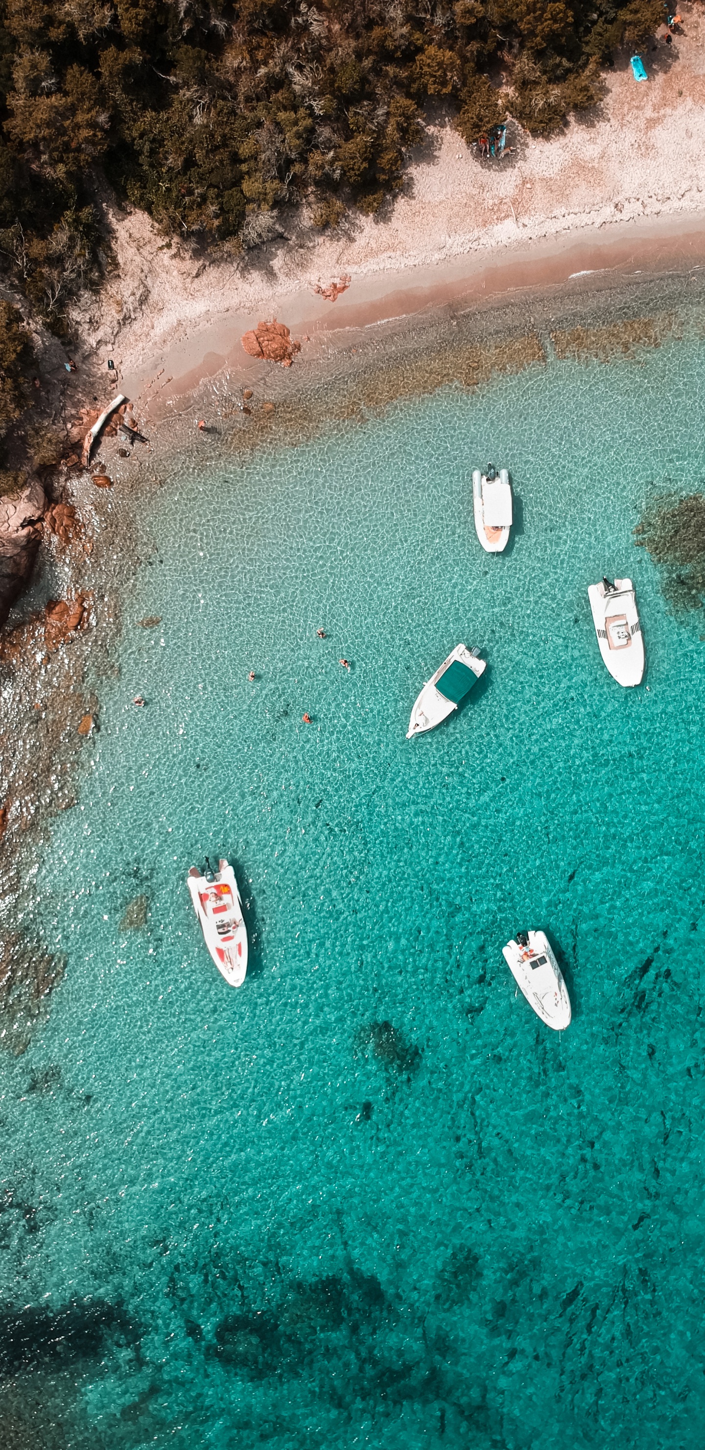 Обои вода, море, биология, морская биология, наука в разрешении 1440x2960