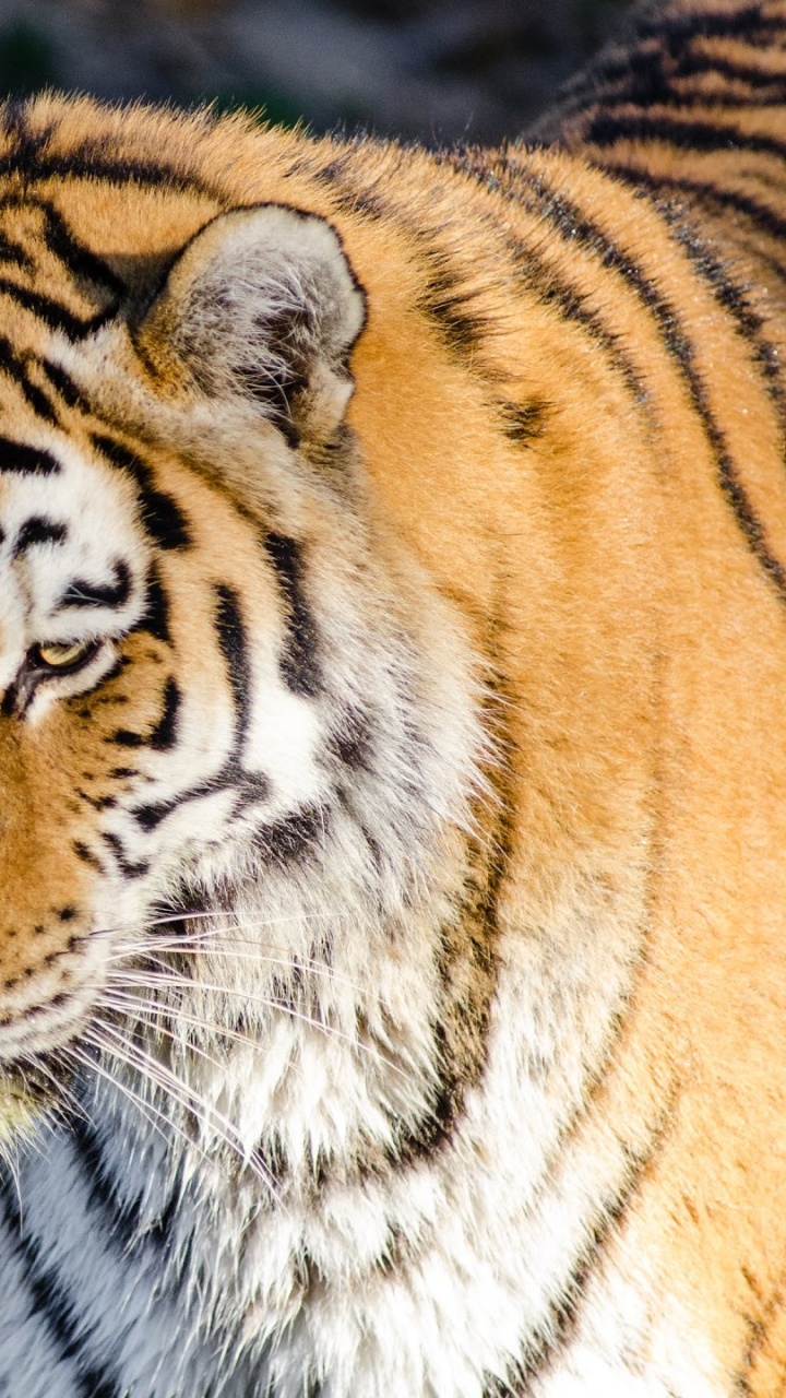 Обои Амурский тигр, Белый тигр, тигр, живая природа, наземные животные в разрешении 720x1280