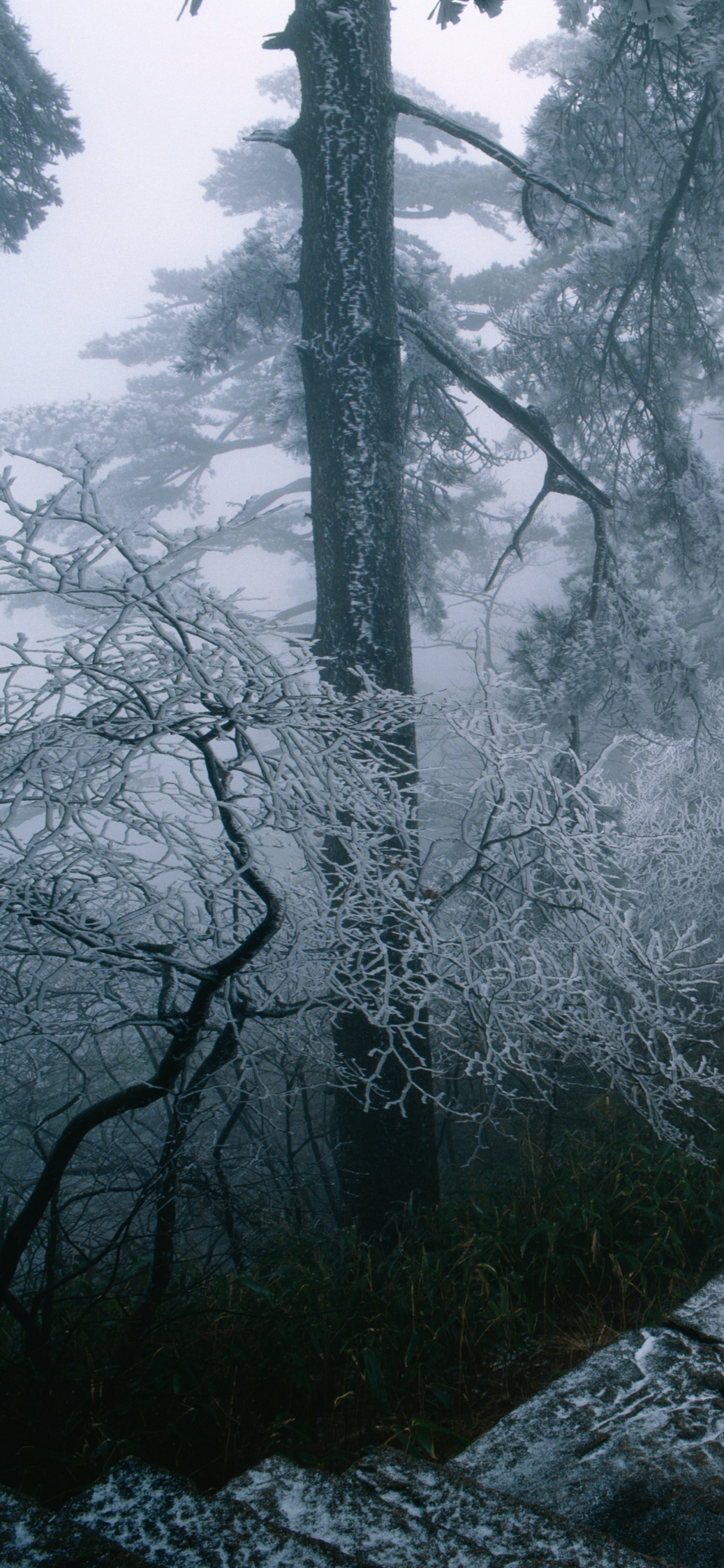 Обои погода, дерево, туман, дымка, лес в разрешении 1242x2688