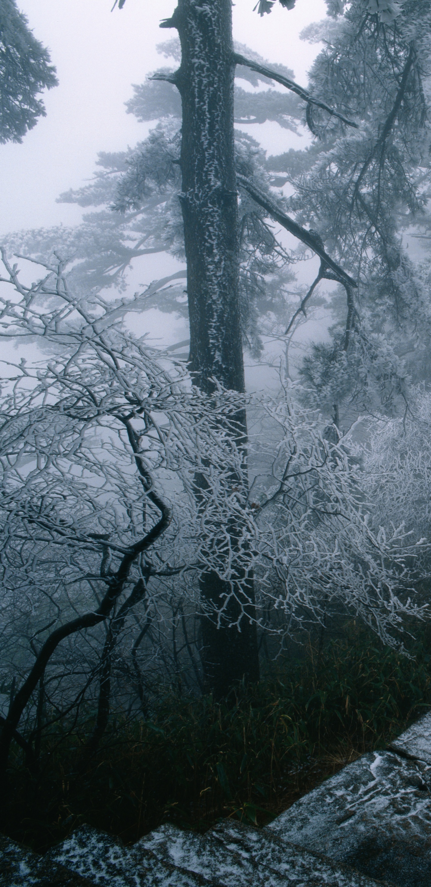 Обои погода, дерево, туман, дымка, лес в разрешении 1440x2960