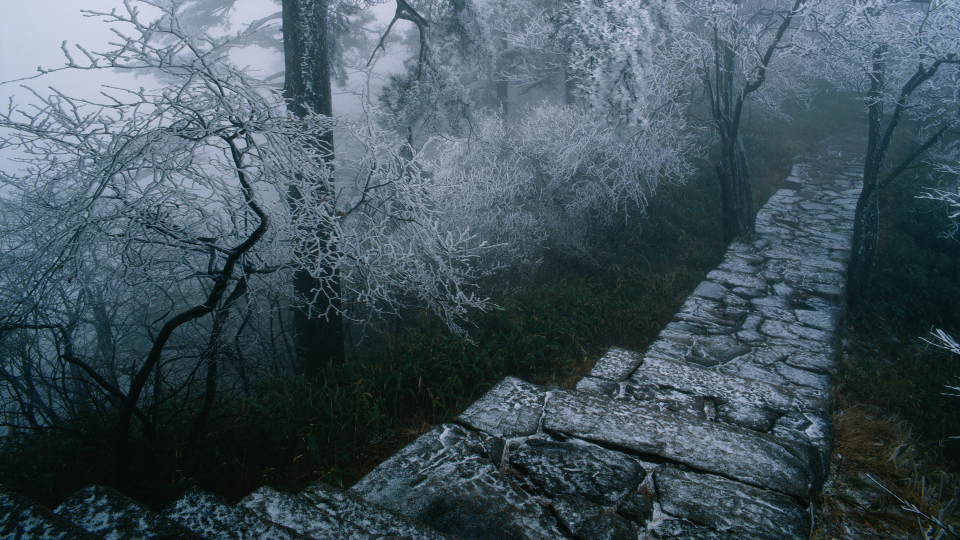 Обои погода, дерево, туман, дымка, лес в разрешении 1920x1080