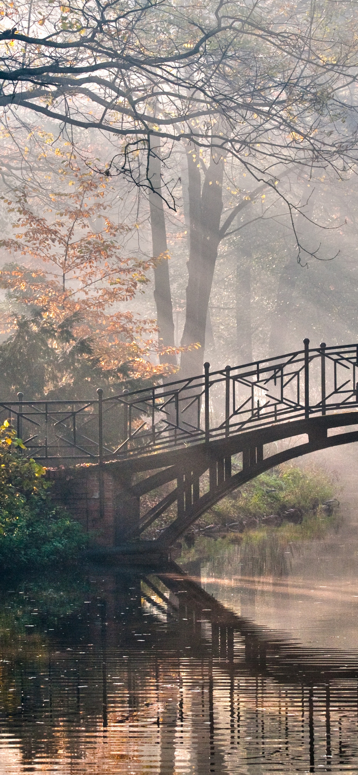 Обои мост, дерево, природа, отражение, вода в разрешении 1242x2688