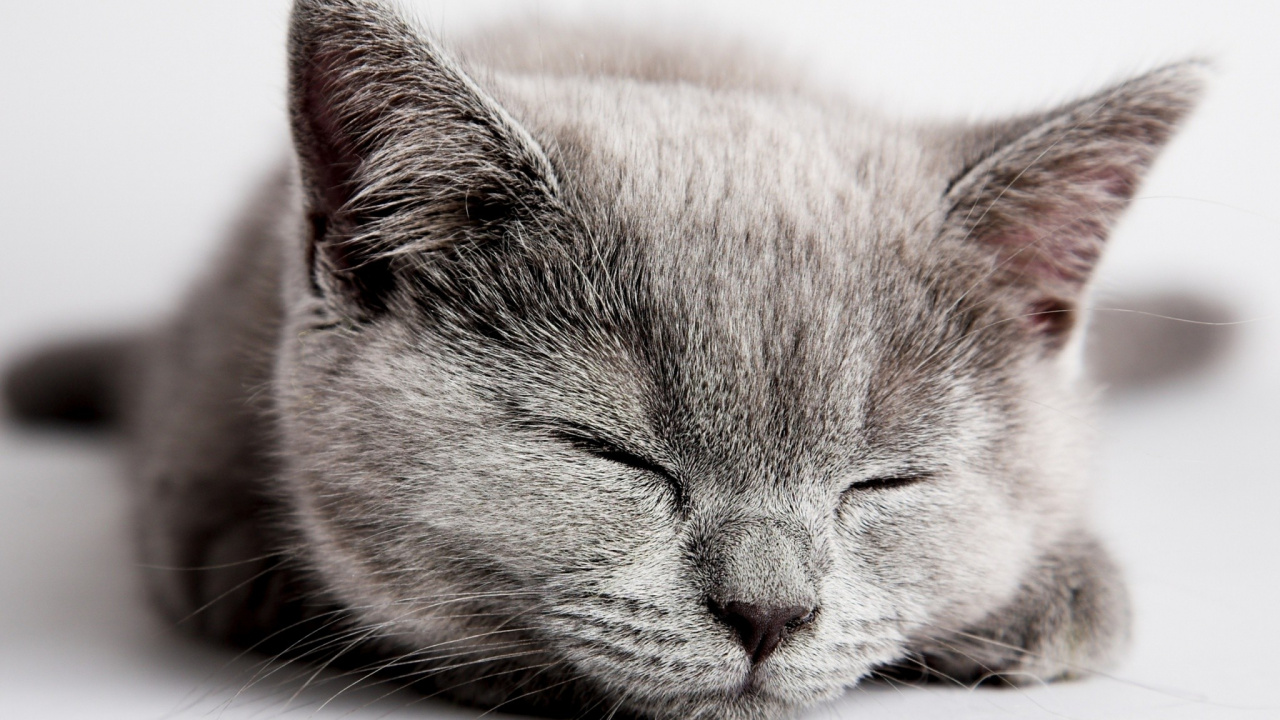 Обои кот, пес, Личная гигиена, бакенбарды, нос в разрешении 1280x720