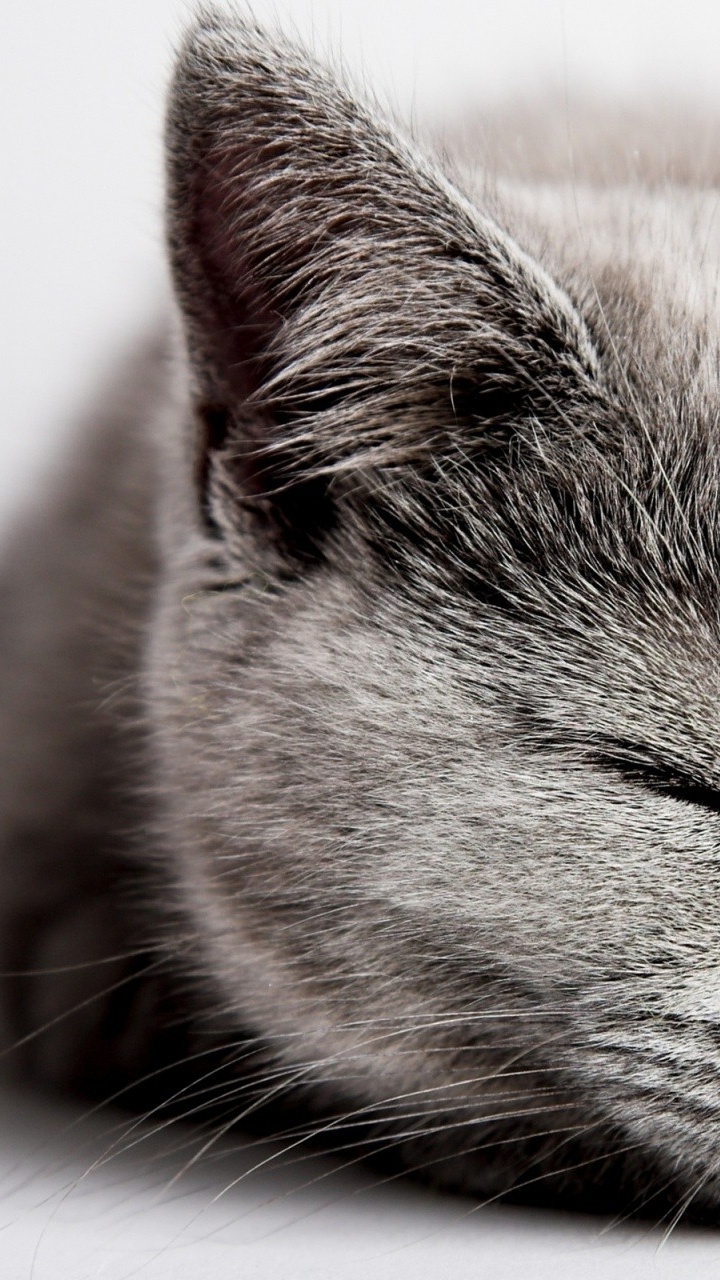 Обои кот, пес, Личная гигиена, бакенбарды, нос в разрешении 720x1280