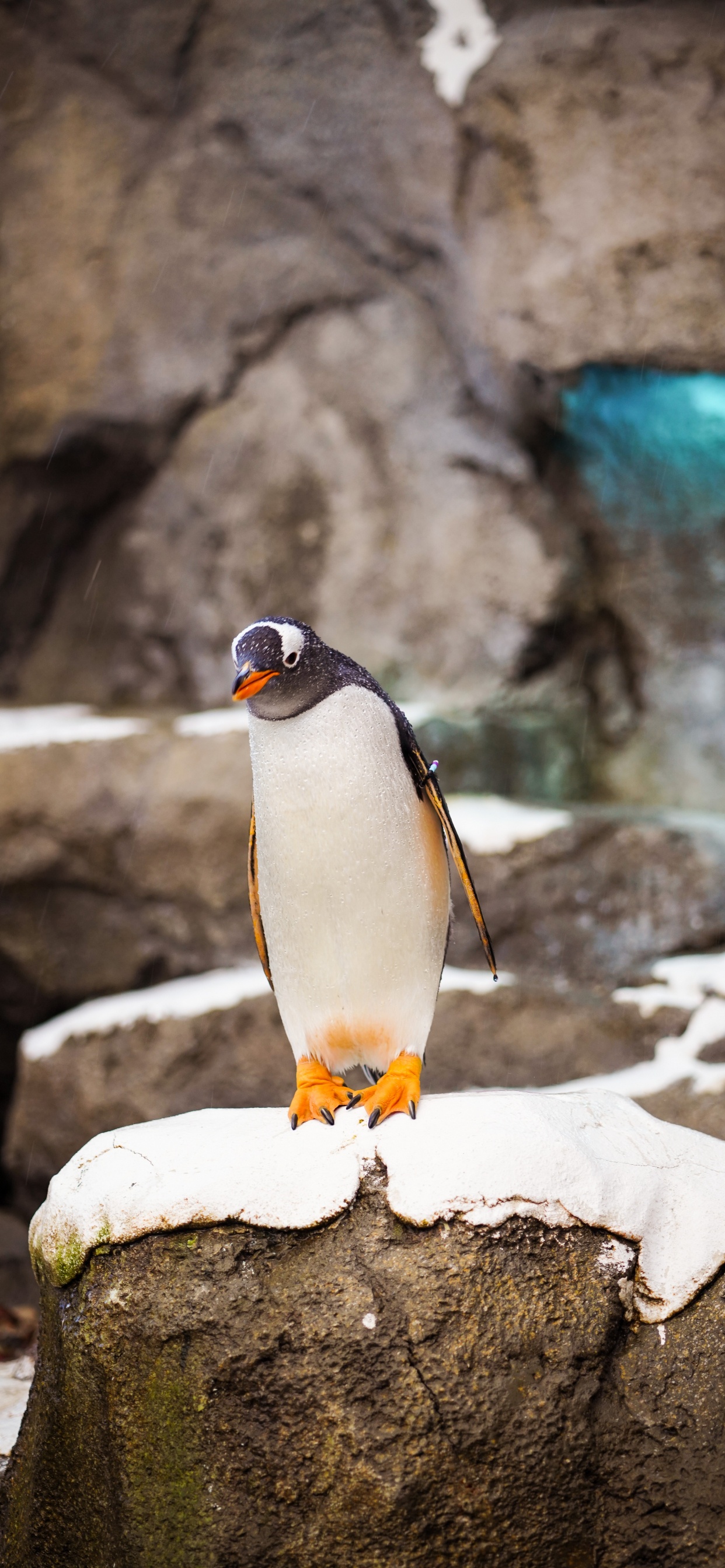 Обои императорский пингвин, король пингвинов, птица, клюв, нелетающая птица в разрешении 1242x2688