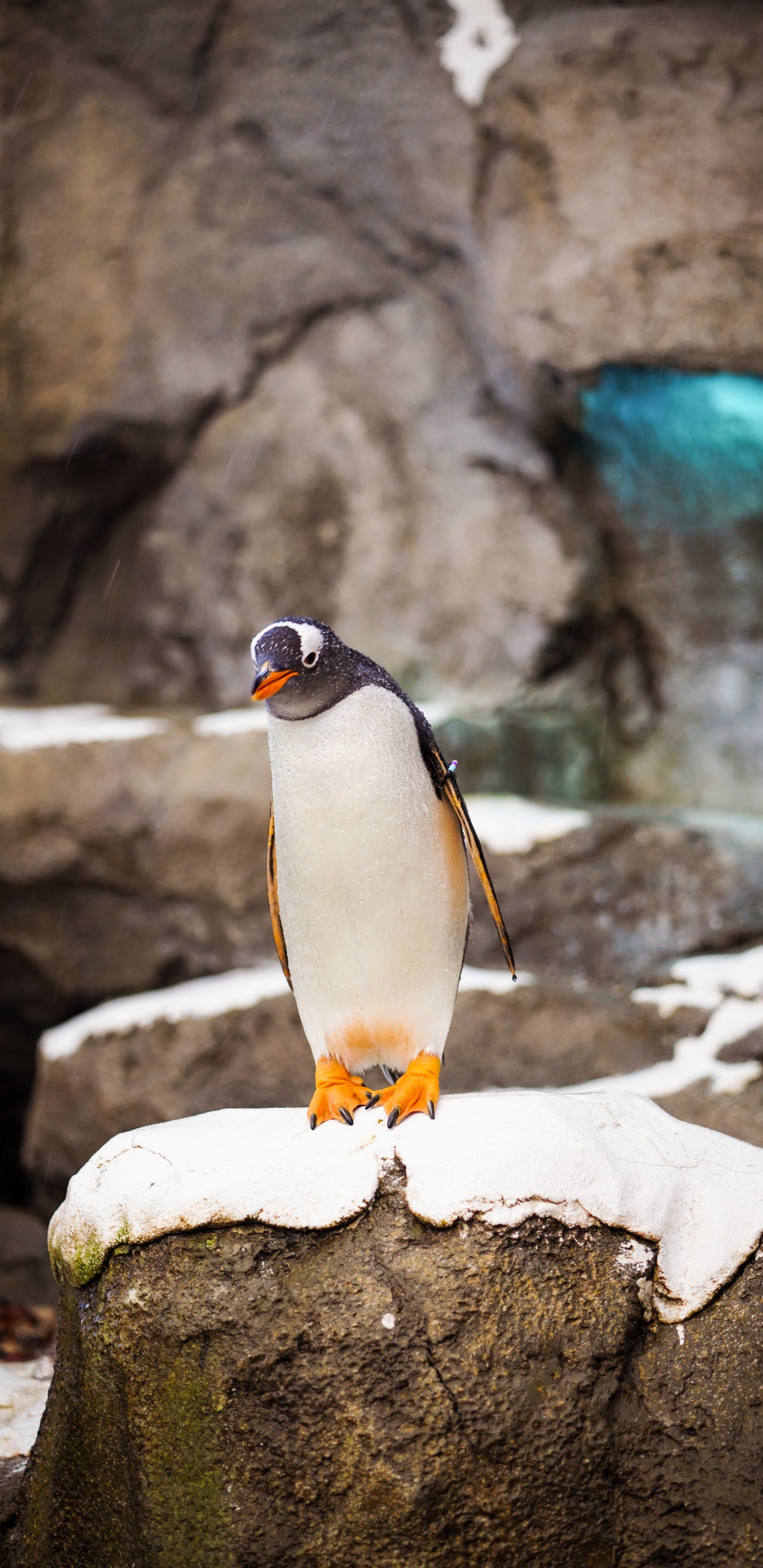 Обои императорский пингвин, король пингвинов, птица, клюв, нелетающая птица в разрешении 1440x2960