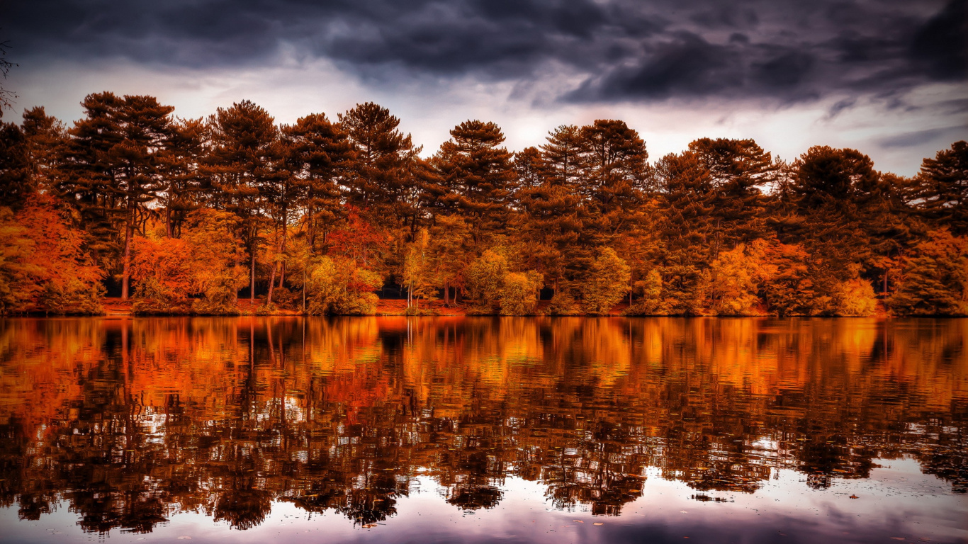 Обои отражение, природа, вода, дерево, озеро в разрешении 1366x768