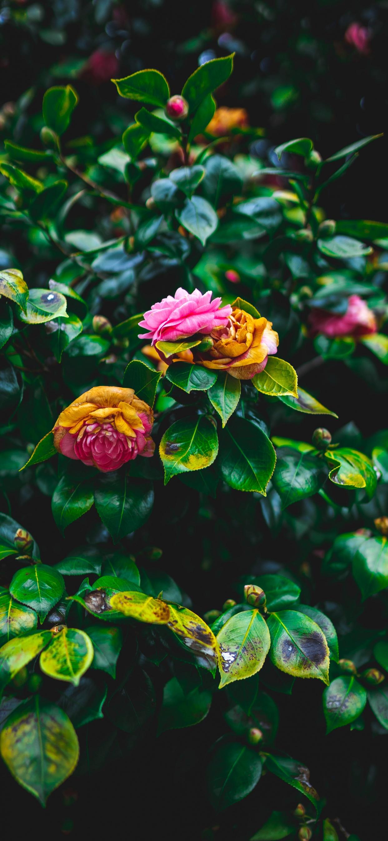 Обои цветок, сад роз, цветковое растение, растение, розовый в разрешении 1242x2688