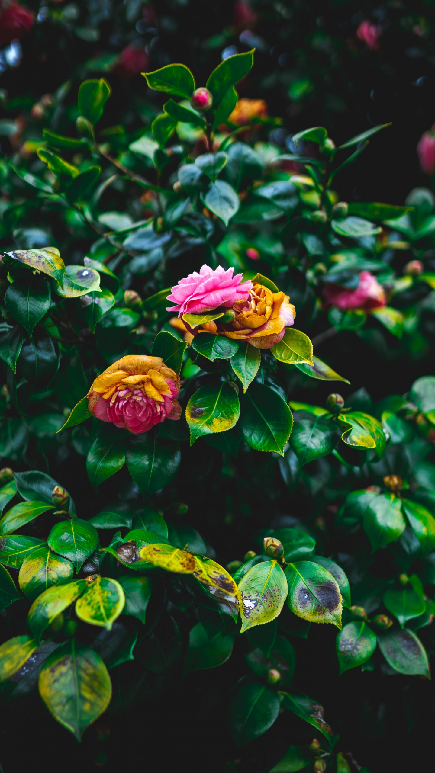 Обои цветок, сад роз, цветковое растение, растение, розовый в разрешении 1440x2560