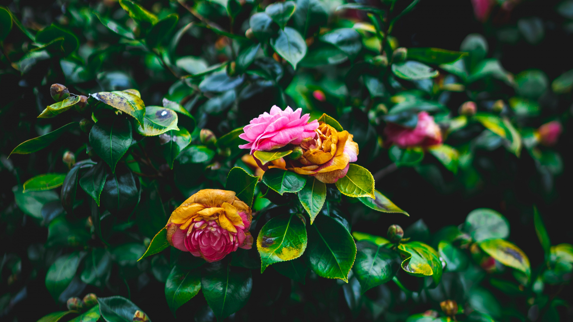 Обои цветок, сад роз, цветковое растение, растение, розовый в разрешении 1920x1080