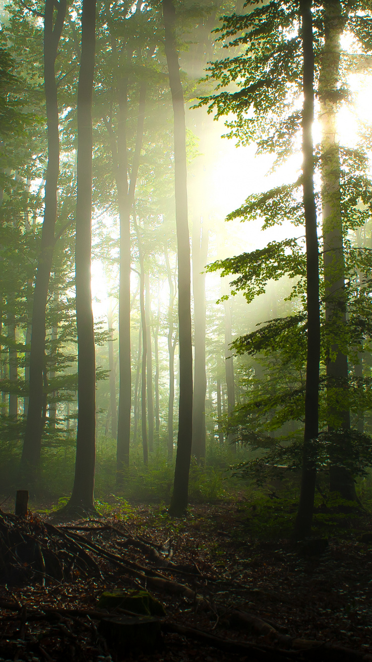 Обои лес, дерево, лесистая местность, природа, черный лес в разрешении 750x1334