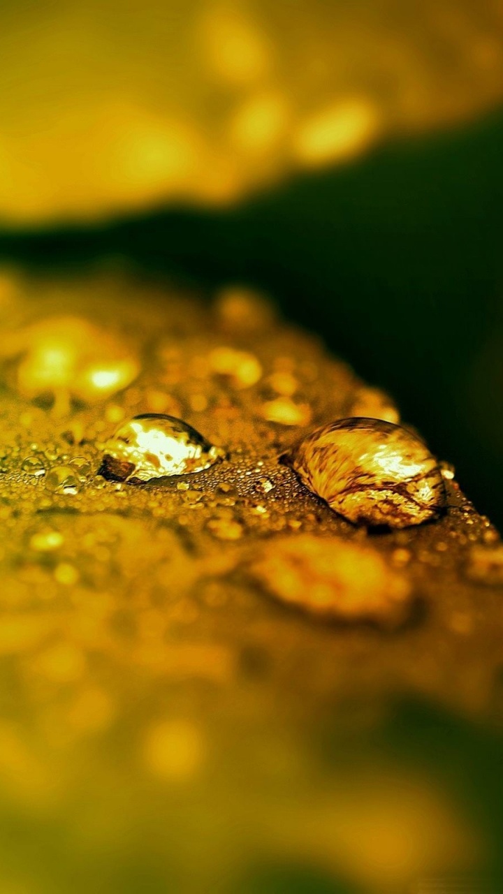 Обои лист, влага, роса, вода, зеленый в разрешении 720x1280