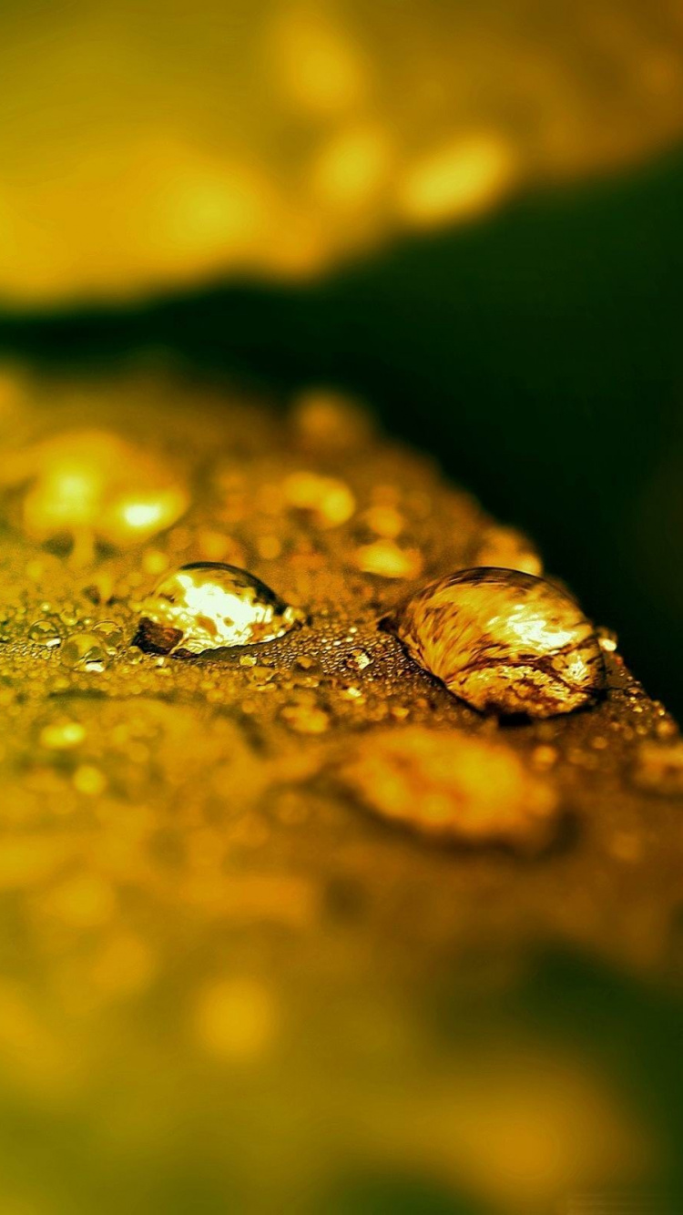 Обои лист, влага, роса, вода, зеленый в разрешении 750x1334