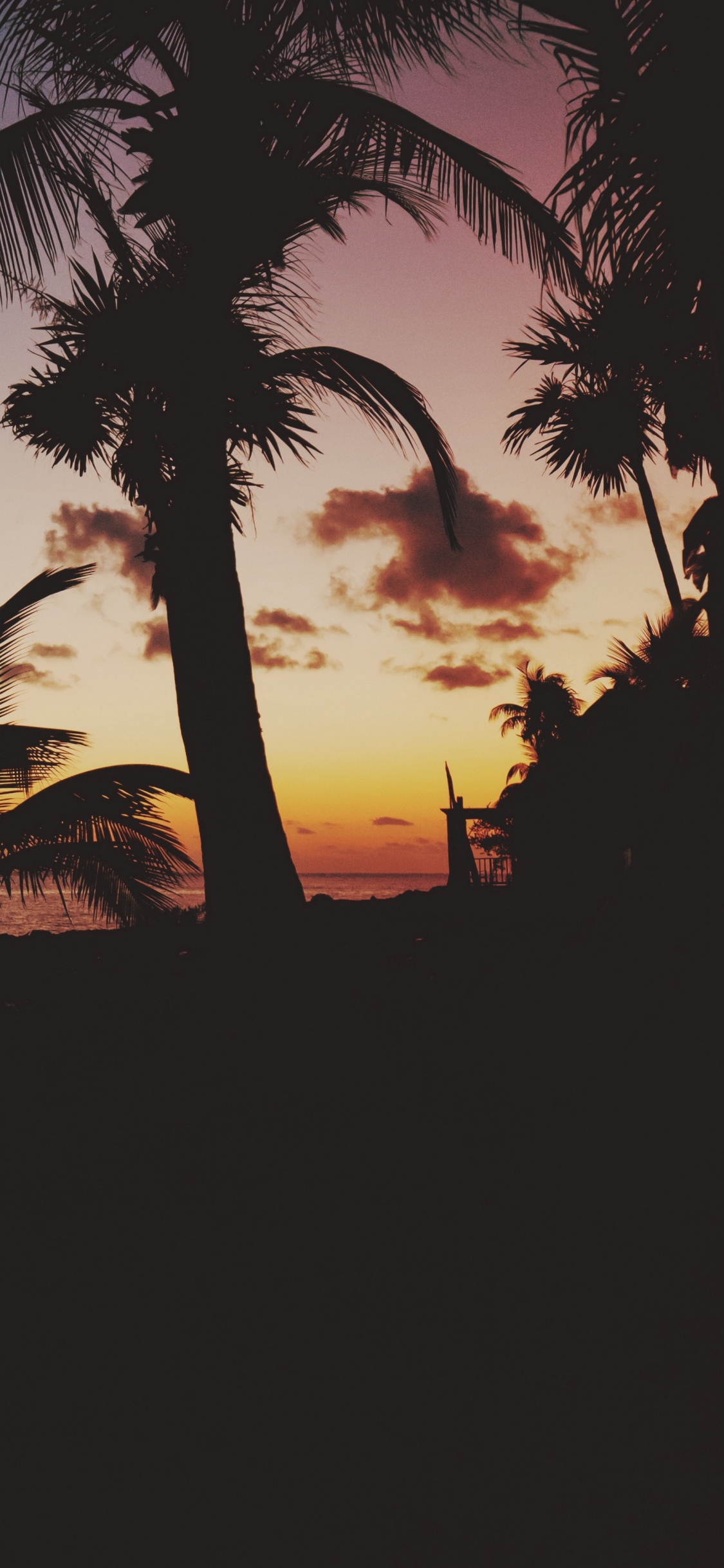 Обои закат, дерево, Пальма, тропическая зона, сумрак в разрешении 1125x2436