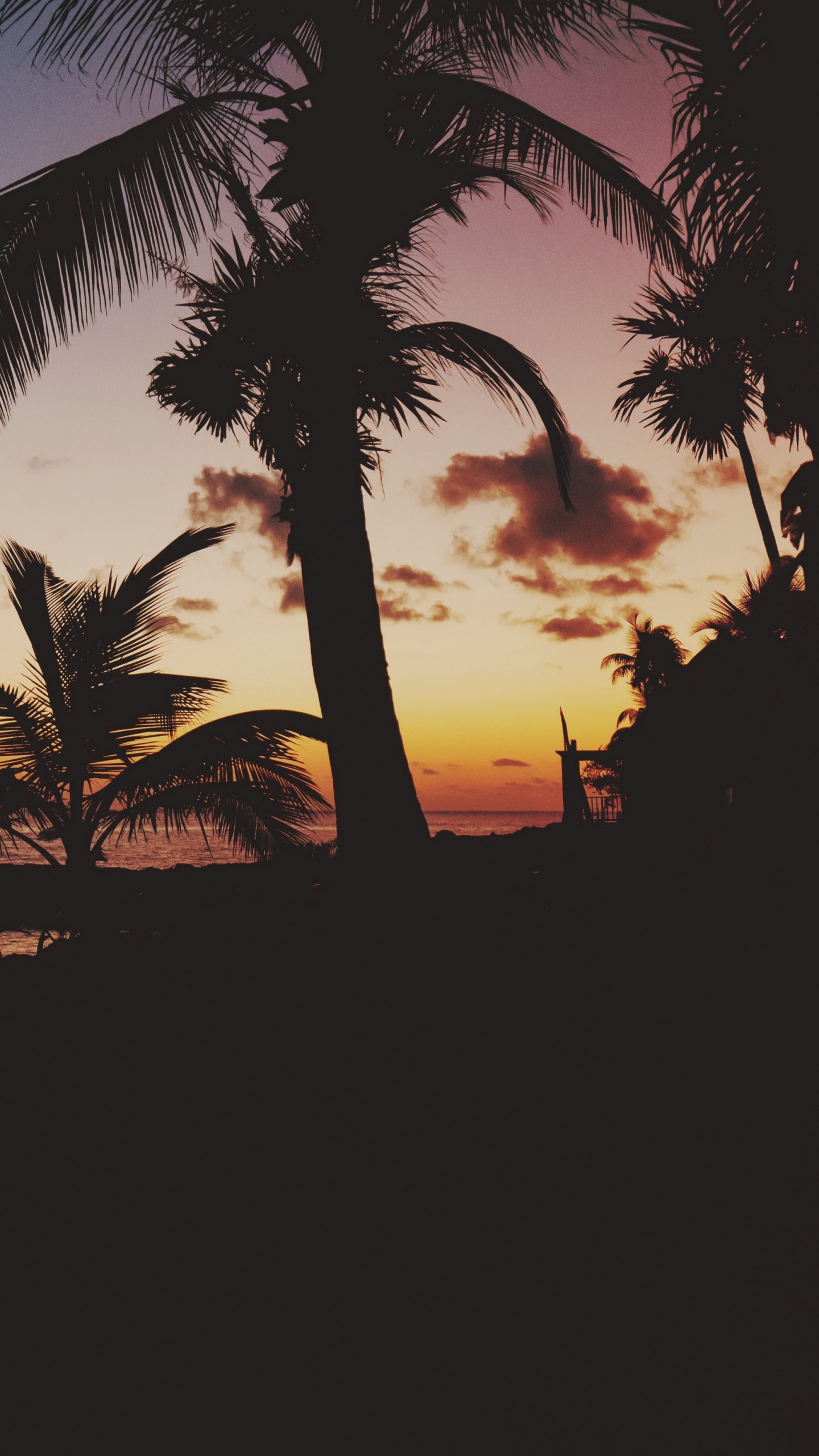 Обои закат, дерево, Пальма, тропическая зона, сумрак в разрешении 1440x2560