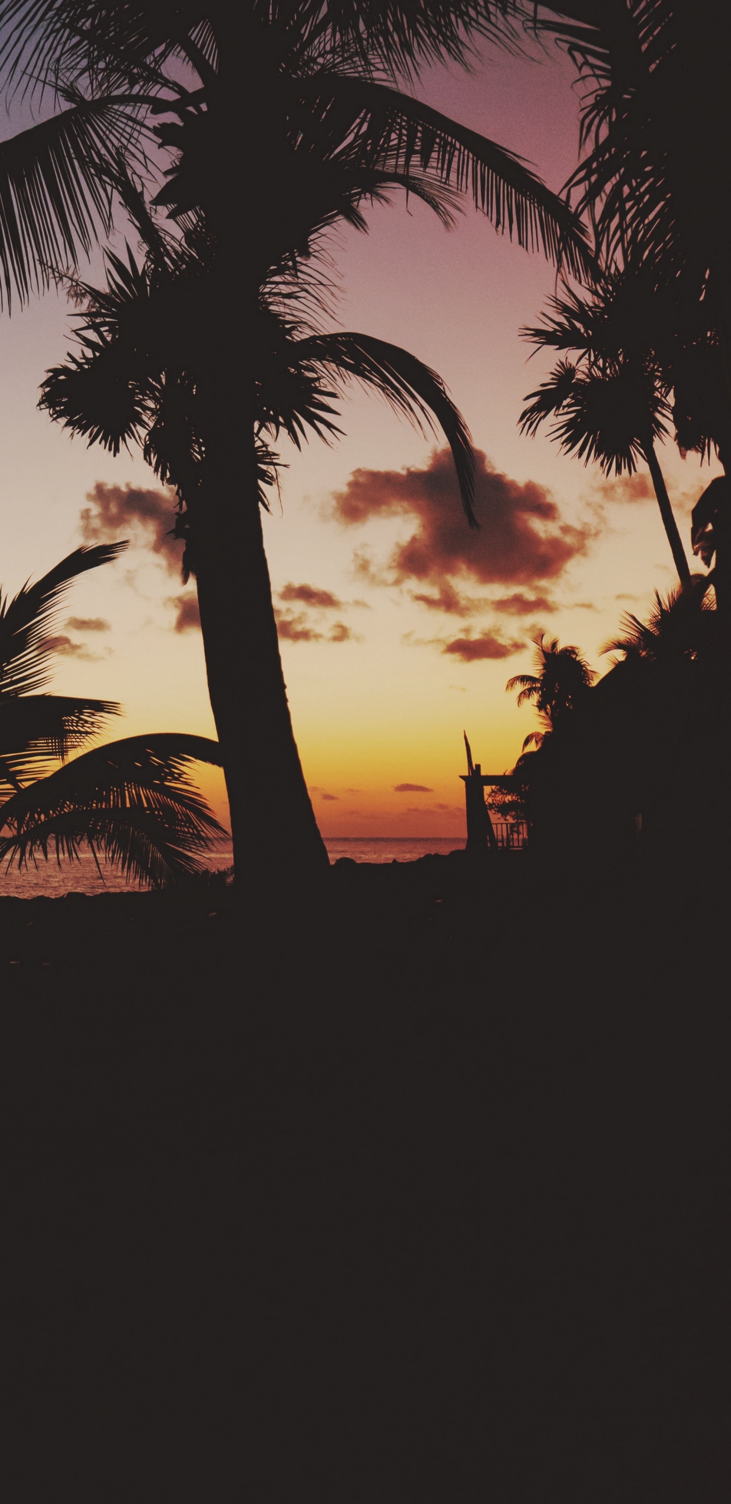 Обои закат, дерево, Пальма, тропическая зона, сумрак в разрешении 1440x2960