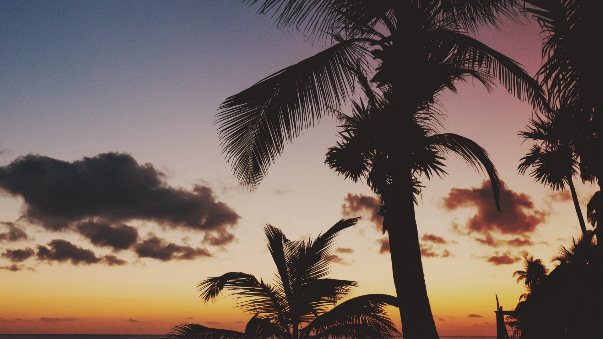 Обои закат, дерево, Пальма, тропическая зона, сумрак в разрешении 1920x1080