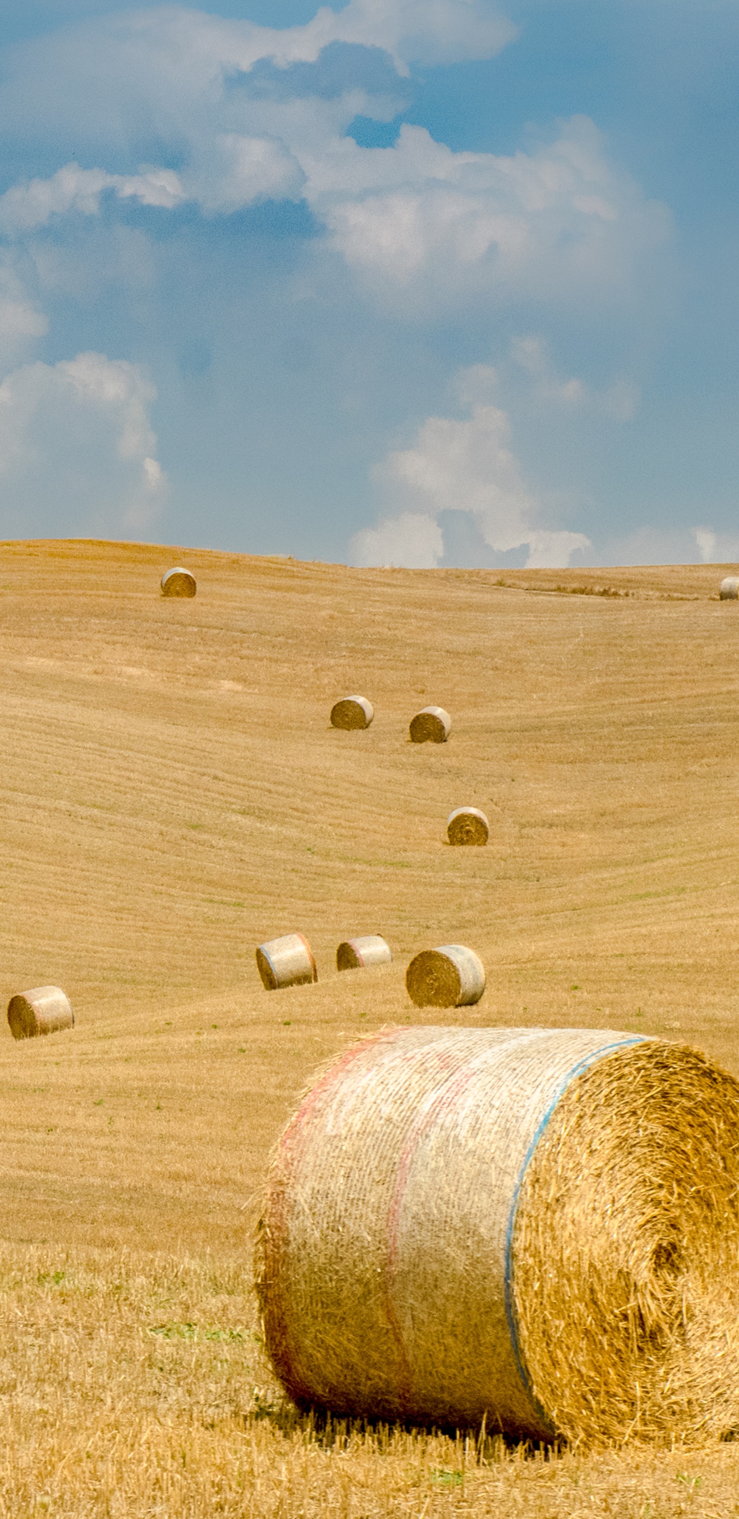 Обои сено, сенокосное угодье, поле, солома, равнина в разрешении 1440x2960