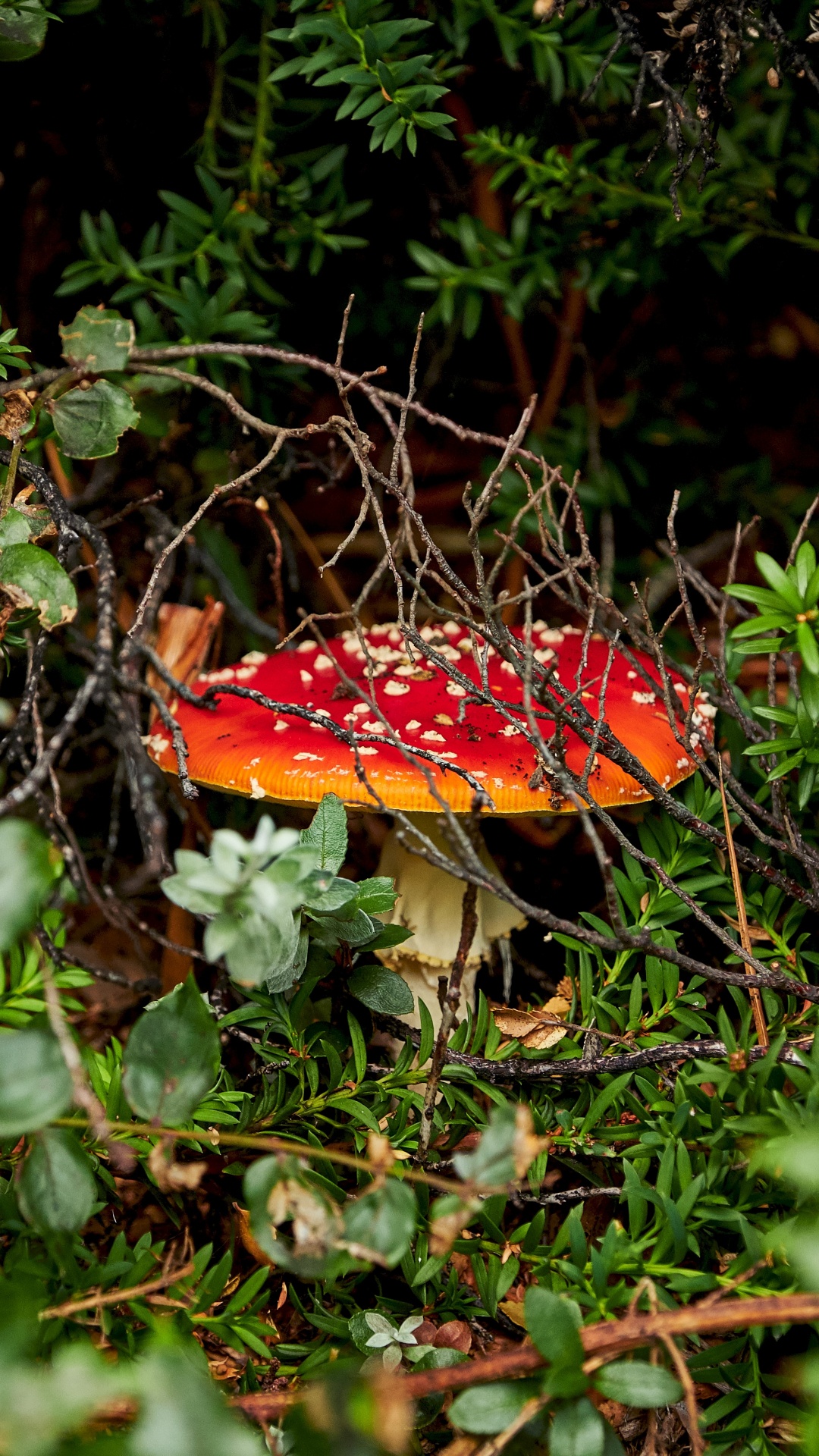 Обои Агарикомицеты, мухомор, природный ландшафт, лекарственный гриб, лист в разрешении 1080x1920