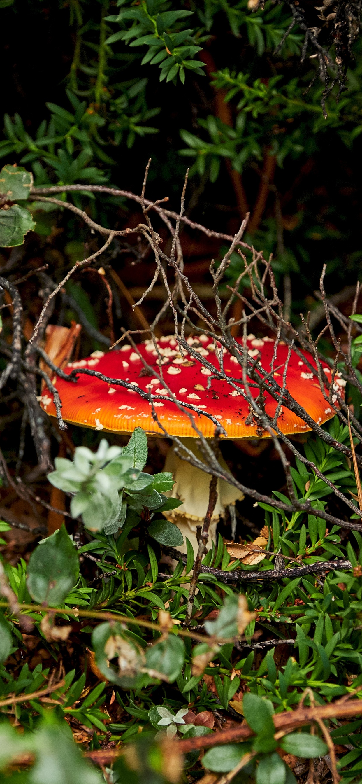 Обои Агарикомицеты, мухомор, природный ландшафт, лекарственный гриб, лист в разрешении 1242x2688