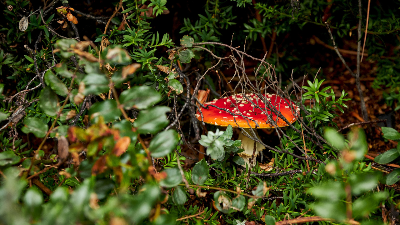 Обои Агарикомицеты, мухомор, природный ландшафт, лекарственный гриб, лист в разрешении 1280x720