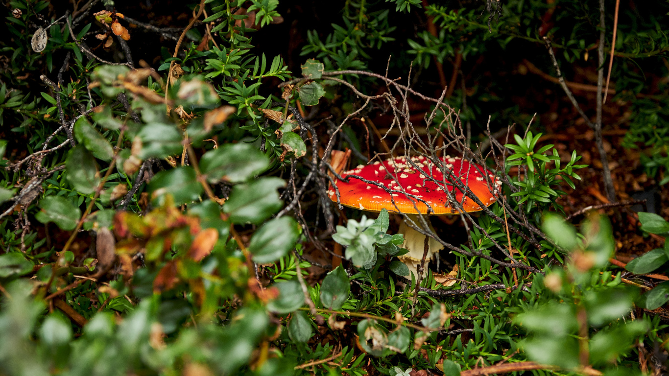 Обои Агарикомицеты, мухомор, природный ландшафт, лекарственный гриб, лист в разрешении 1366x768