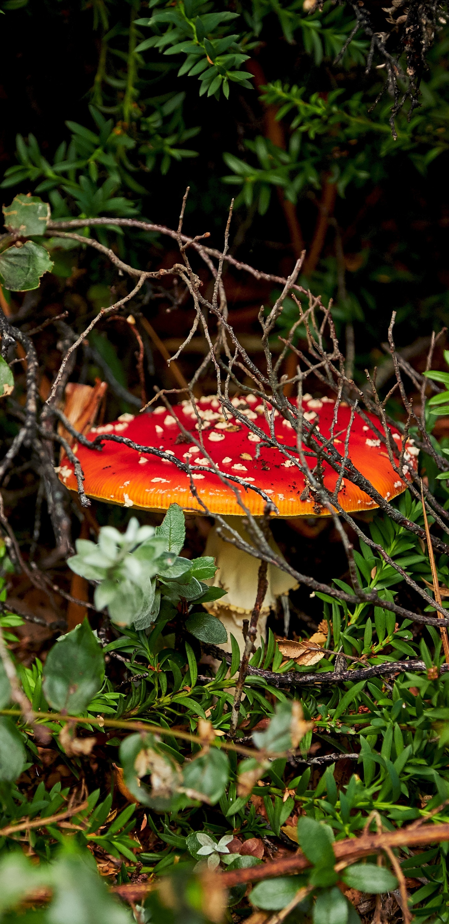 Обои Агарикомицеты, мухомор, природный ландшафт, лекарственный гриб, лист в разрешении 1440x2960