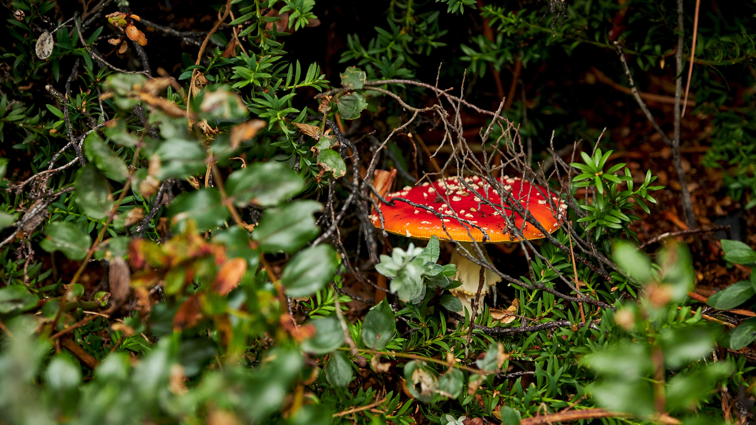 Обои Агарикомицеты, мухомор, природный ландшафт, лекарственный гриб, лист в разрешении 2560x1440